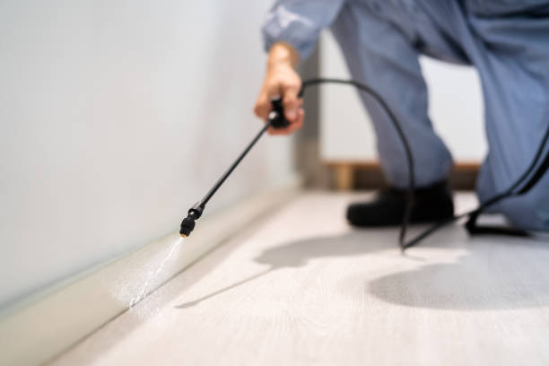 Certified termite inspector examining foundation in South Barre